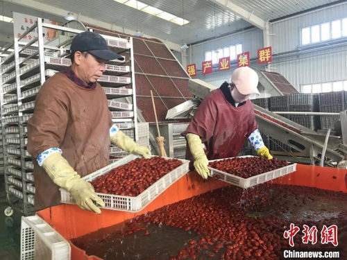 新疆兵团 红枣加工忙 产品销往全国各地